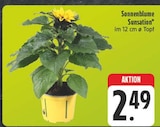 EDEKA - Sonnenblume Sunsation Angebot im Prospekt Sonnenblume Sunsation bei EDEKA im Prospekt "" für 2,49 €