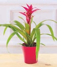 Bromelias en promo chez Super U Bromelias dans le catalogue Super U