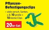 Pflanzen Befestigungsclips für 1,00 € bei Thomas Philipps im Angebot Pflanzen Befestigungsclips im aktuellen Thomas Philipps Prospekt