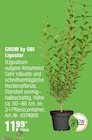 Liguster im Angebot bei OBI in Bremen Liguster Angebote von GROW by OBI bei OBI Bremen für 11,99 €