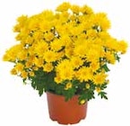 Chrysanthemen „Gardenmums“ für 0,99 € bei Netto mit dem Scottie im Angebot Chrysanthemen „Gardenmums“ im aktuellen Netto mit dem Scottie Prospekt