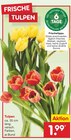 Aktuelles Tulpen Angebot bei Netto Marken-Discount in Leipzig ab 1,99 €