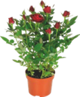 ROSIER - GARDENLINE en promo chez Aldi ROSIER - GARDENLINE dans le catalogue Aldi
