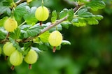 Beerenobststräucher Brombeere für 3,99 € bei Thomas Philipps im Angebot Beerenobststräucher Brombeere im aktuellen Thomas Philipps Prospekt