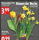 Blumenzwiebel-Mix Angebote bei E center Koblenz für 0,99 €