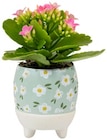 Mini-Blühmix oder Chrysantheme »Sixtie Familie« im Angebot bei REWE in Osnabrück Mini-Blühmix oder Chrysantheme »Sixtie Familie« Angebote von REWE Beste Wahl bei REWE Osnabrück für 2,99 €