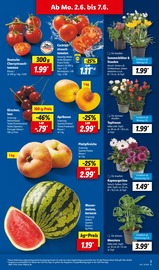 Ähnliche Heckenpflanzen Angebote im Prospekt "LIDL LOHNT SICH" von Lidl in Koblenz Ähnliche Angebote wie Heckenpflanzen im Prospekt "LIDL LOHNT SICH" auf Seite 7 von Lidl in Koblenz
