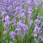 Lavande Angustifolia Grosso coloris bleu – 3 L - AUTRES PRODUCTEURS à 6,66 € dans le catalogue Botanic