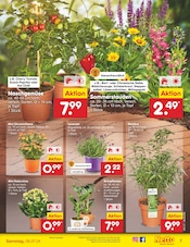 Aktueller Netto Marken-Discount Prospekt mit Blumen, "Aktuelle Angebote", Seite 8