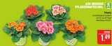 Primeln im Angebot bei Marktkauf in Schweinfurt Primeln Angebote bei Marktkauf Schweinfurt für 1,49 €