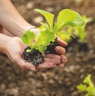 Promo Salades et aromatiques en motte vrac bio à 0,29 € dans le catalogue Botanic à Vaux-sur-Aure