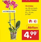 Angebot im Netto Marken-Discount Königswalde Prospekt Netto Marken-Discount Königswalde Prospekt mit im Angebot für 4,99 €