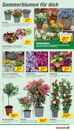 Begonien Angebot im aktuellen toom Baumarkt Prospekt auf Seite 5
