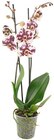 Schmetterlings-orchidee im Angebot bei REWE in Straubing Schmetterlings-orchidee Angebote bei REWE Straubing für 6,99 €