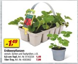 Erdbeerpflanzen Angebote bei toom Baumarkt Cottbus für 1,49 €