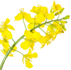 Kaufland Landau (Pfalz) Prospekt mit  im Angebot für 1,29 €