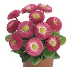 Bellis Angebote bei Wreesmann Bremerhaven für 0,79 €