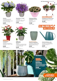 Orchidee Angebot im OBI Prospekt, gültig von 05.05.2025 bis 25.05.2025 Orchidee Angebot im aktuellen OBI Prospekt auf Seite 19