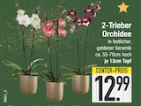 2-Trieber Orchidee  im aktuellen EDEKA Prospekt für 12,99 €