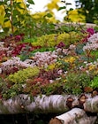 Sedum im Angebot bei Garten-Center Nordharz GmbH & Co. KG in Kassel Sedum Angebote bei Garten-Center Nordharz GmbH & Co. KG Kassel für 2,99 €