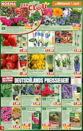 Gartenerde Angebot & Preis im aktuellen Norma Prospekt Gartenerde Angebot im aktuellen Norma Prospekt auf Seite 17