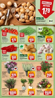 Blumen im REWE Prospekt "Dein Markt" mit 29 Seiten (Hamburg)
