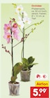 Netto Marken-Discount Grana - Orchidee Angebot im Prospekt Orchidee bei Netto Marken-Discount im Grana Prospekt für 5,99 €