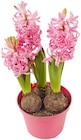 Aktuelle Pflanzen Angebote bei Penny in Bergisch Gladbach Aktuelles Hyazinthe Angebot bei Penny in Bergisch Gladbach ab 1,99 €
