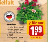 Aktuelles Geranien Angebot bei REWE in Regensburg ab 1,99 €