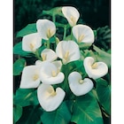 Arum d'Ethiopie en promo chez Carrefour Caen à 13,99 €