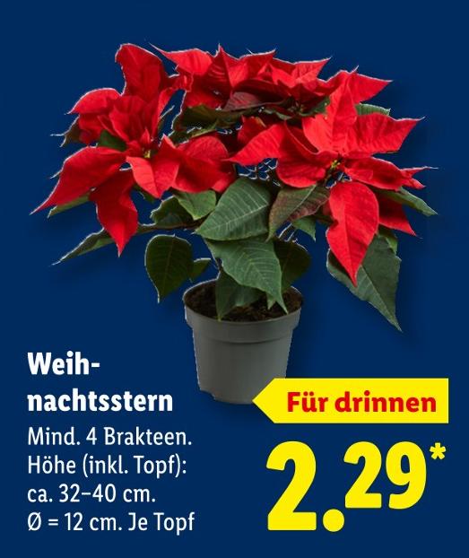 Weihnachtsstern