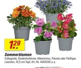 toom Baumarkt Barntrup - Sommerblumen Angebot im Prospekt Sommerblumen bei toom Baumarkt im Barntrup Prospekt für 1,29 €