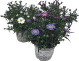 Glattblatt-Aster von  im aktuellen V-Markt Prospekt für 2,79 €