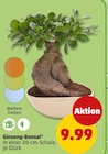 Ginseng-Bonsai bei Penny im Essen Prospekt für 9,99 €