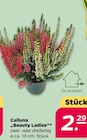 Calluna 'Beauty Ladies' bei Netto mit dem Scottie im Ahrensburg Prospekt für 2,29 €
