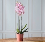 Orchidée phalaenopsis 2 tiges - Super U à Montpellier Orchidée phalaenopsis 2 tiges en promo chez Super U Montpellier à 10,99 €