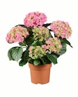 Aktuelles Ballhortensie Angebot bei Lidl in Dresden ab 4,99 €