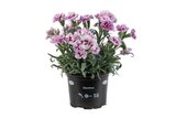 Dianthus Adorables - Lidl à Créteil Dianthus Adorables en promo chez Lidl Créteil à 1,89 €