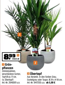 Grünpflanzen oder Übertopf bei OBI in Haltern am See Grünpflanzen oder Übertopf im Angebot bei OBI Haltern am See für 8,99 €