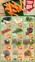 REWE Blumen im Prospekt 
