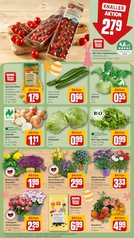 Blumenerde im REWE Prospekt "Dein Markt" mit 30 Seiten (Magdeburg)