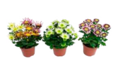 Aktuelle Blumen Angebote bei EDEKA in Hamburg Aktuelles Chrysanthemen Splash Mix oder Topfrose Angebot bei EDEKA in Hamburg ab 2,99 €
