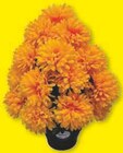 Pot Chrysanthemes 9 Tetes en promo chez Super U Saint-Chamond à 5,49 €