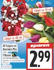 10 Tulpen im Harlekin Mix Angebote von Fairtrade bei EDEKA Gießen