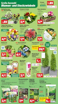 Narzissen im Thomas Philipps Prospekt "Top Angebote" mit 15 Seiten (Wuppertal)