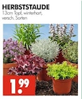 HERBSTSTAUDE im Angebot bei Wreesmann in Stendal HERBSTSTAUDE Angebote bei Wreesmann Stendal für 1,99 €
