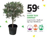 Promo Olivier 'Olea Europaea' à 59,00 € dans le catalogue E.Leclerc à Pléneuf-Val-André