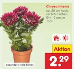Chrysantheme im Angebot bei Netto Marken-Discount in Magdeburg Chrysantheme Angebote bei Netto Marken-Discount Magdeburg für 2,29 €