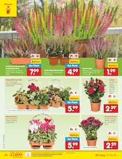Blumen im Netto Marken-Discount Prospekt in Magdeburg Aktueller Netto Marken-Discount Prospekt mit Blumen, "Aktuelle Angebote", Seite 34