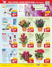 Ähnliche Angebote wie Kakteen im Prospekt "Aktuelle Angebote" auf Seite 37 von Netto Marken-Discount in Salzgitter